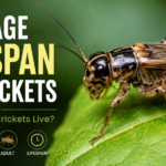 Average Lifespan of Crickets
